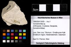 Foto (Objekt + Etiketten) von Goniodromites sp. 